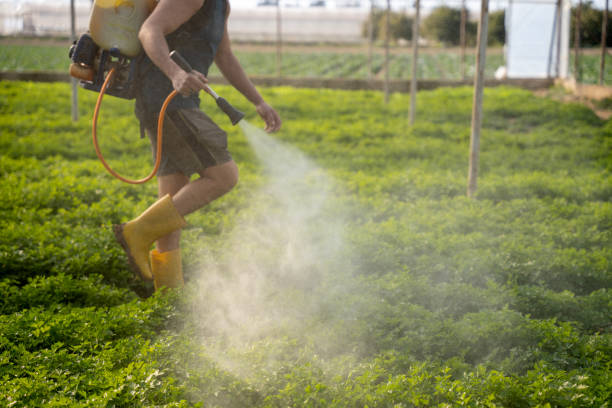 Best Wasp Removal Services  in Fife, WA
