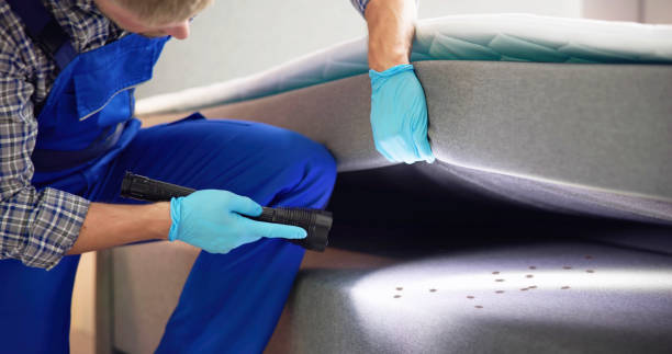 Best Termite Control Services  in Fife, WA