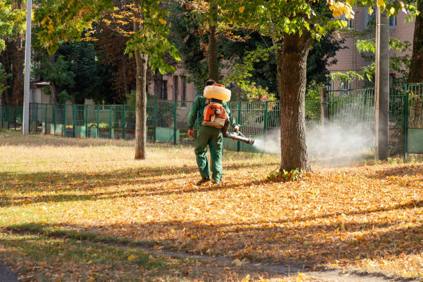 Best Flea Control Services  in Fife, WA